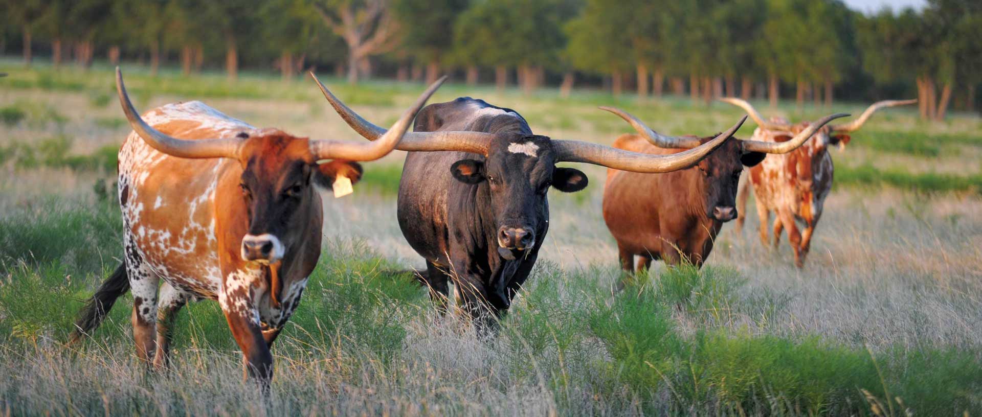 TEXAS LONGHORN INFO