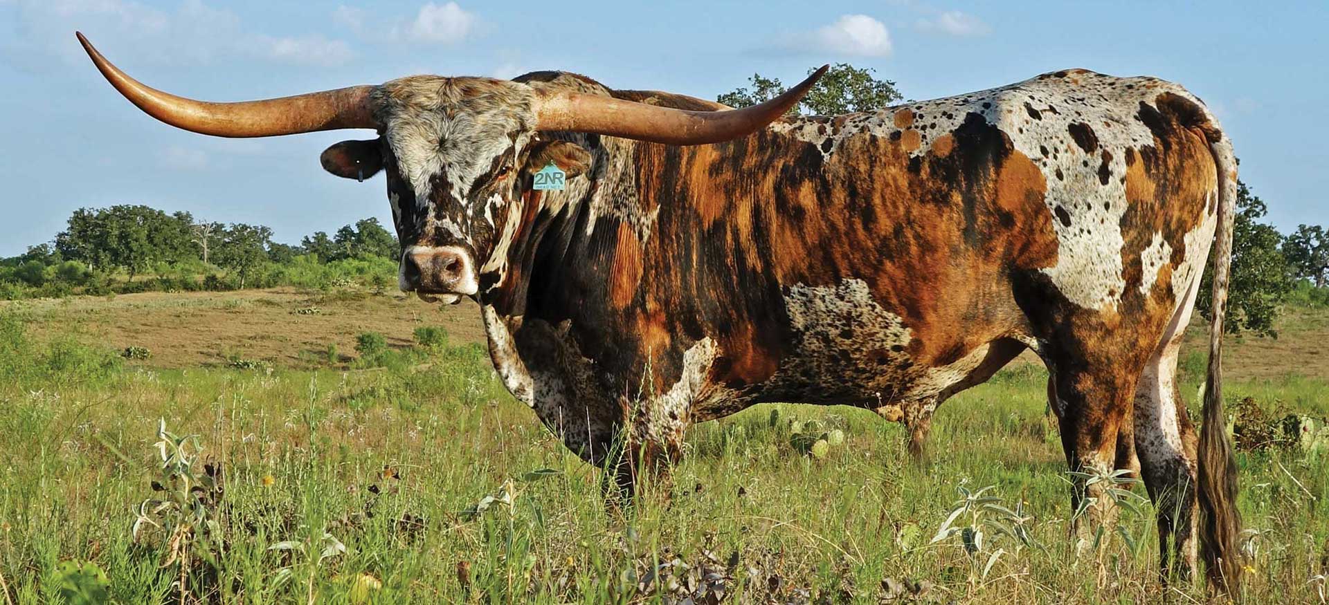 ZUCHT - VERKAUF - SUPPORT