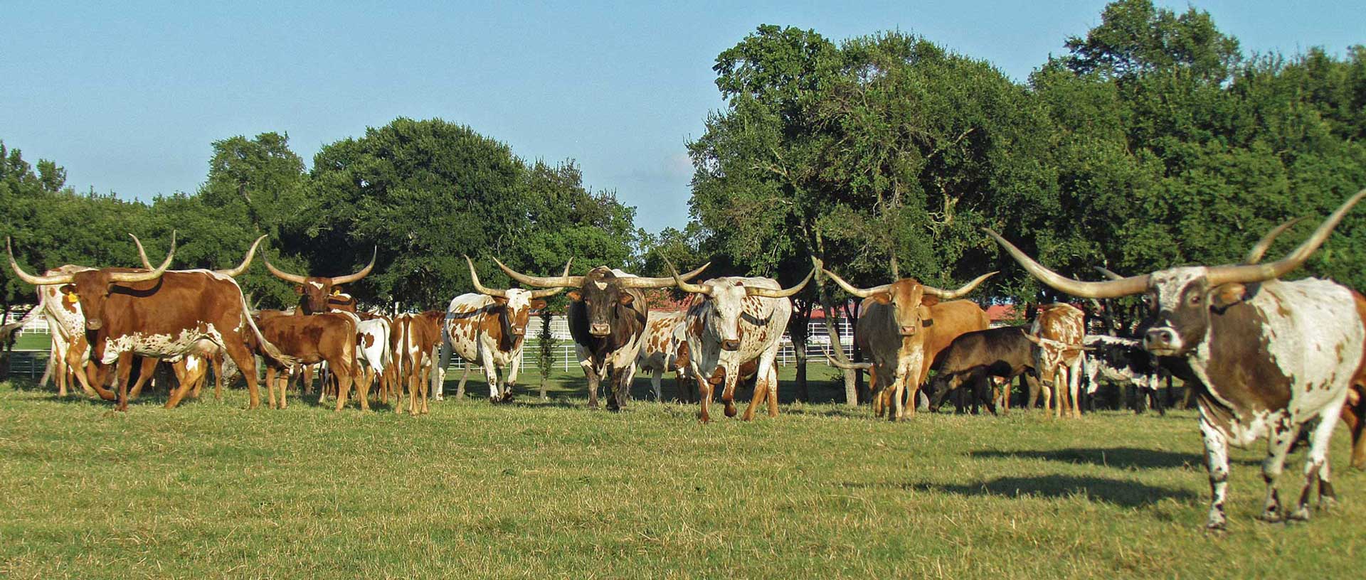 DIE RASSE FÜR DEN GEWINNORIENTIERTEN PIONIER
