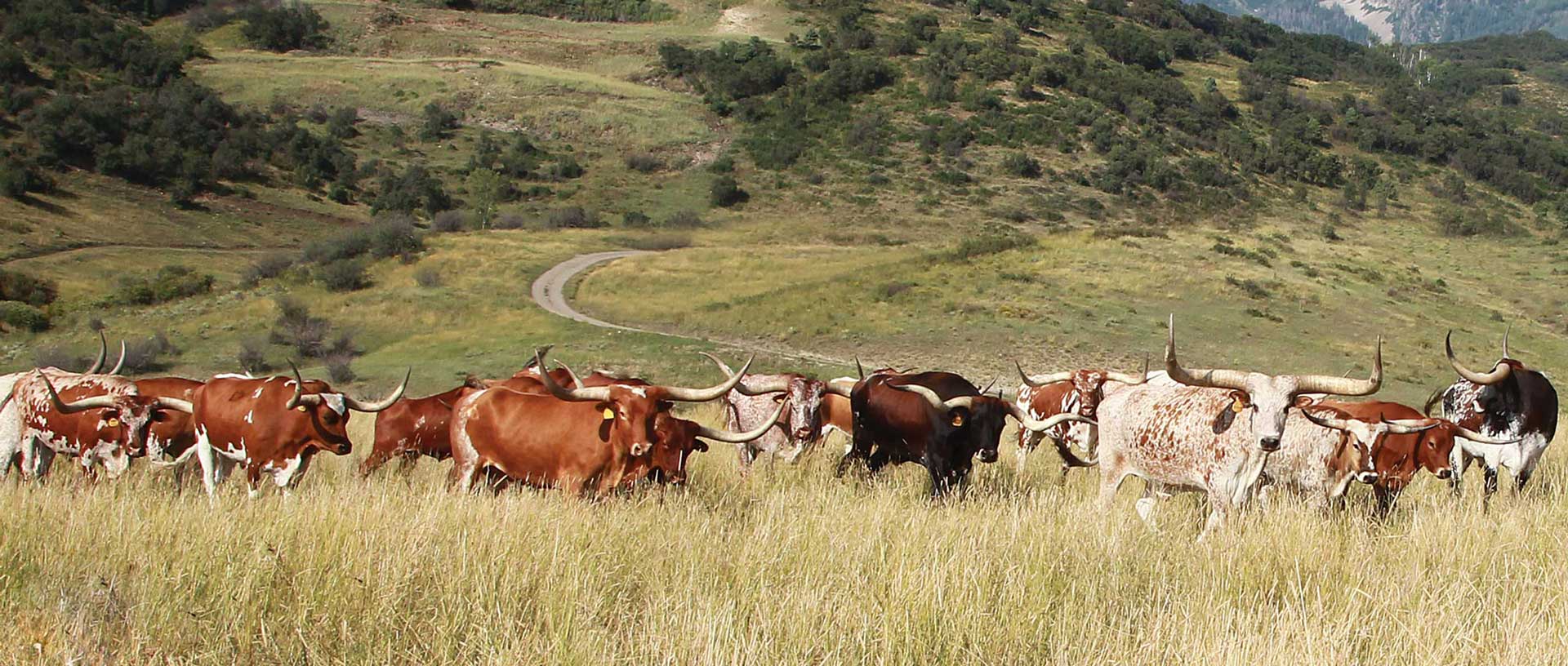 LONGHORN RINDFLEISCH FÜR GESUNDHEITSBEWUSSTE ERNÄHRUNG 
